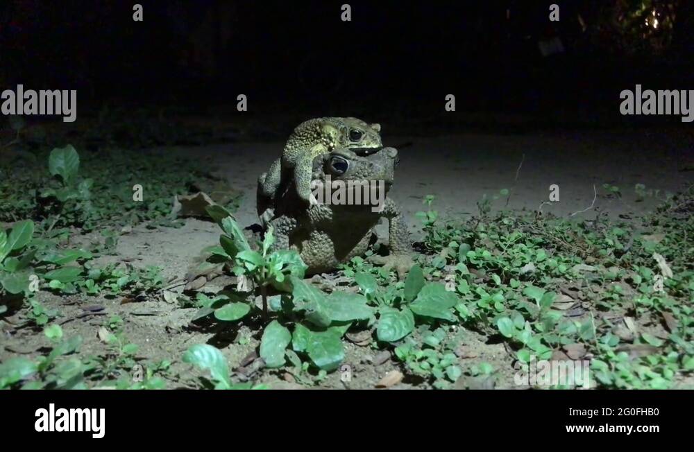 Mating toads Stock Videos & Footage - HD and 4K Video Clips - Alamy