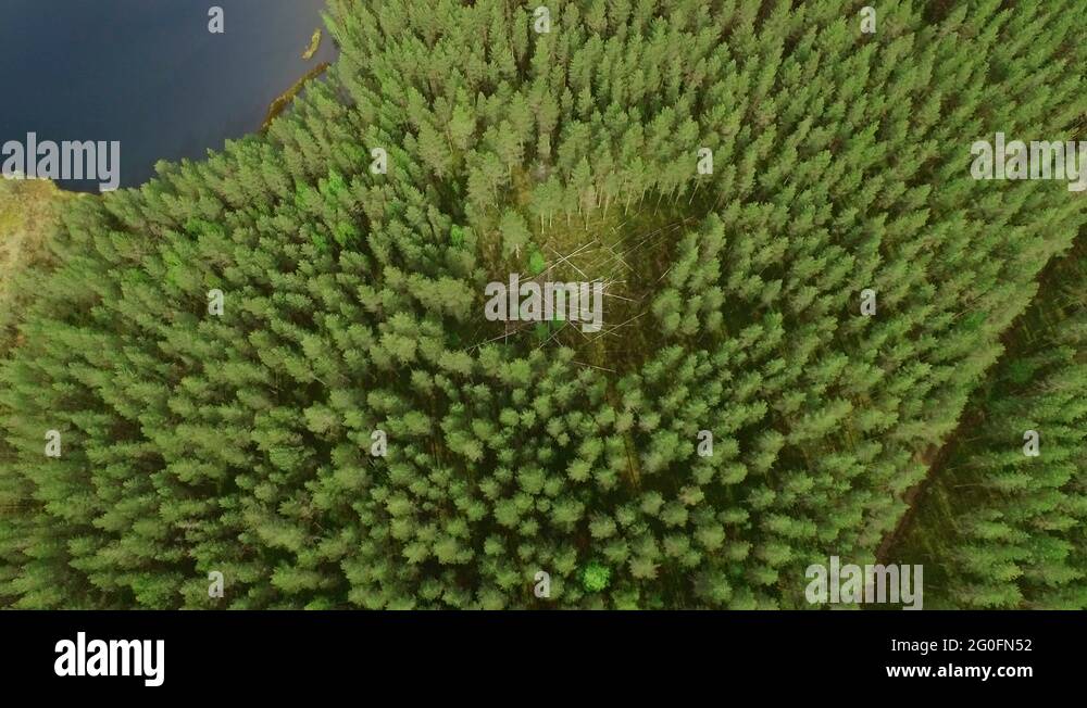 Forest gap Stock Videos & Footage HD and 4K Video Clips Alamy