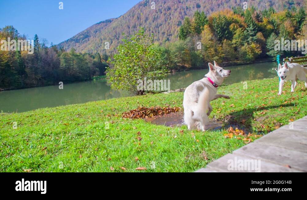 Catch dogs Stock Videos & Footage HD and 4K Video Clips Alamy