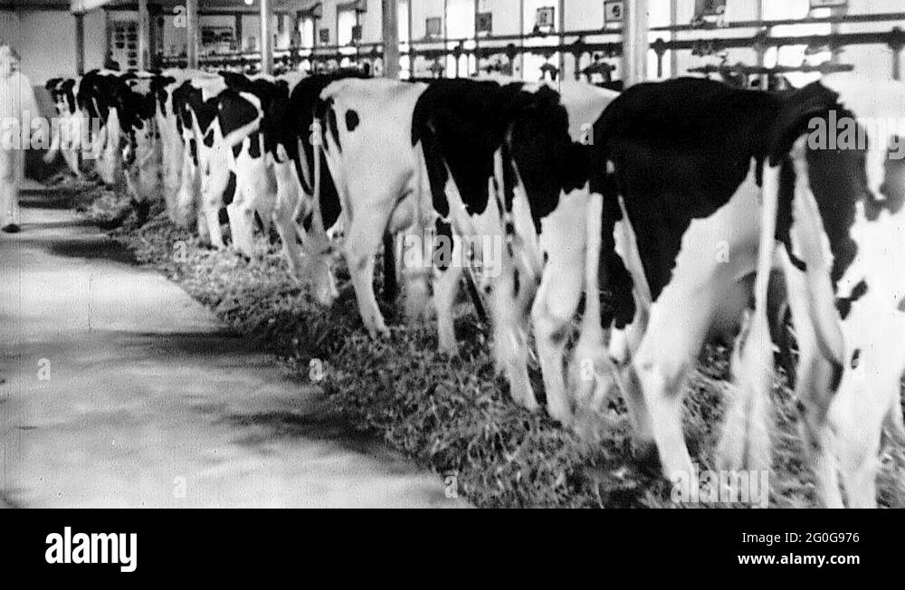 1940s Dairy Farm Cows Milk Production Milking Vintage Old Film Industry
