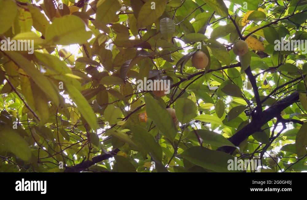 Spice plantation sri lanka Stock Videos & Footage HD and 4K Video