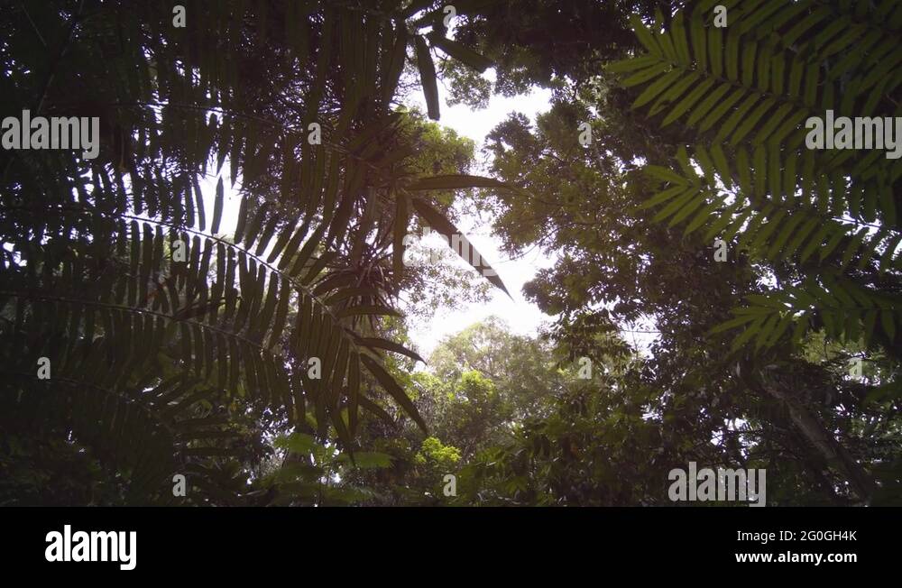 Daylight plants and leaves Stock Videos & Footage HD and 4K Video