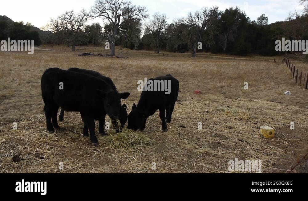 Three cattle on a ranch in Northern California eating some hay while