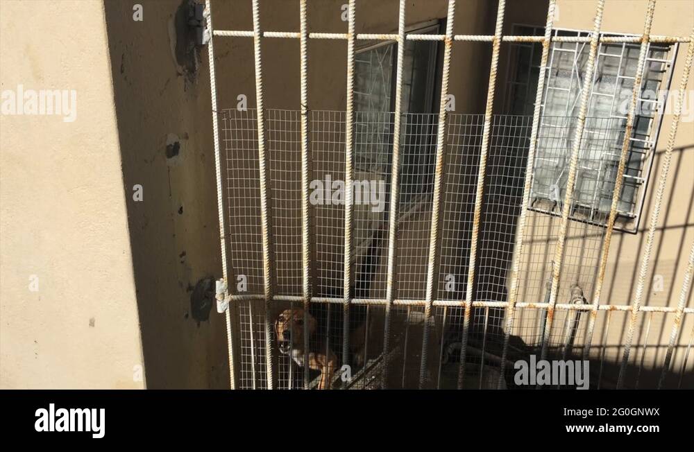 Dog jumping gate Stock Videos & Footage HD and 4K Video Clips Alamy