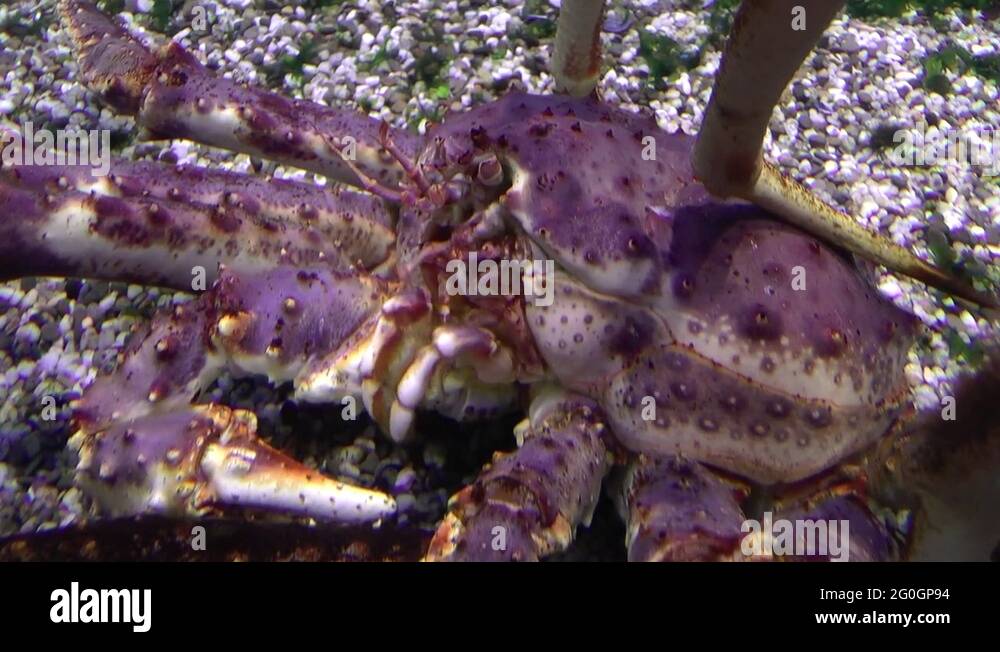 Close up footage of Red king crab underwater Stock Video Footage Alamy