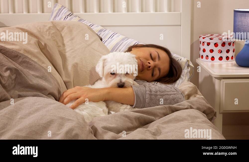 Cute puppy dog licking woman sleeping in bed Stock Video Footage Alamy