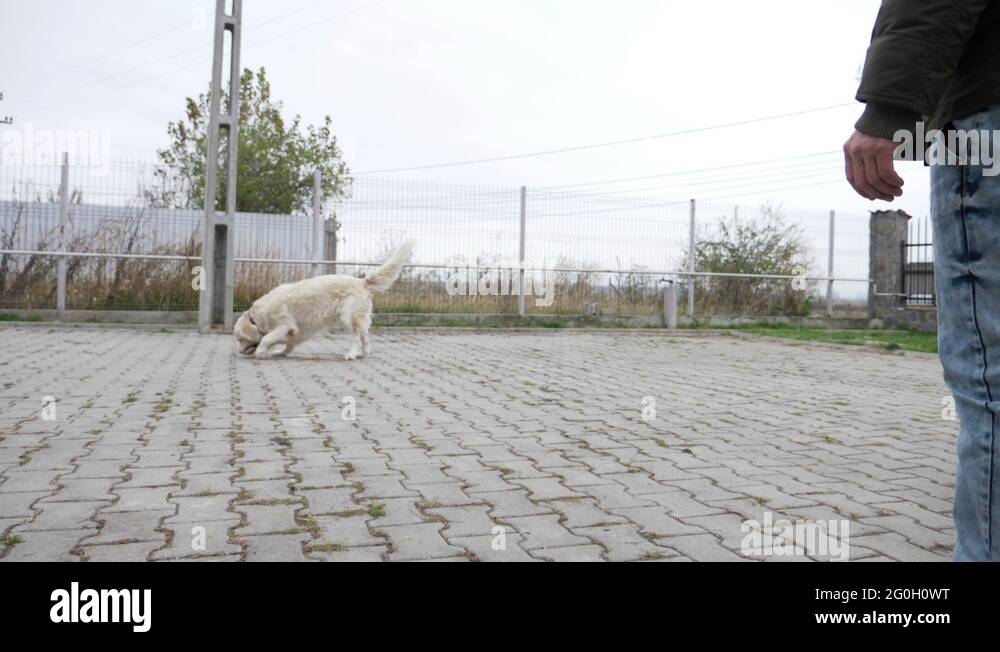 Dog picking up toy from the ground and running to bring it to his owner