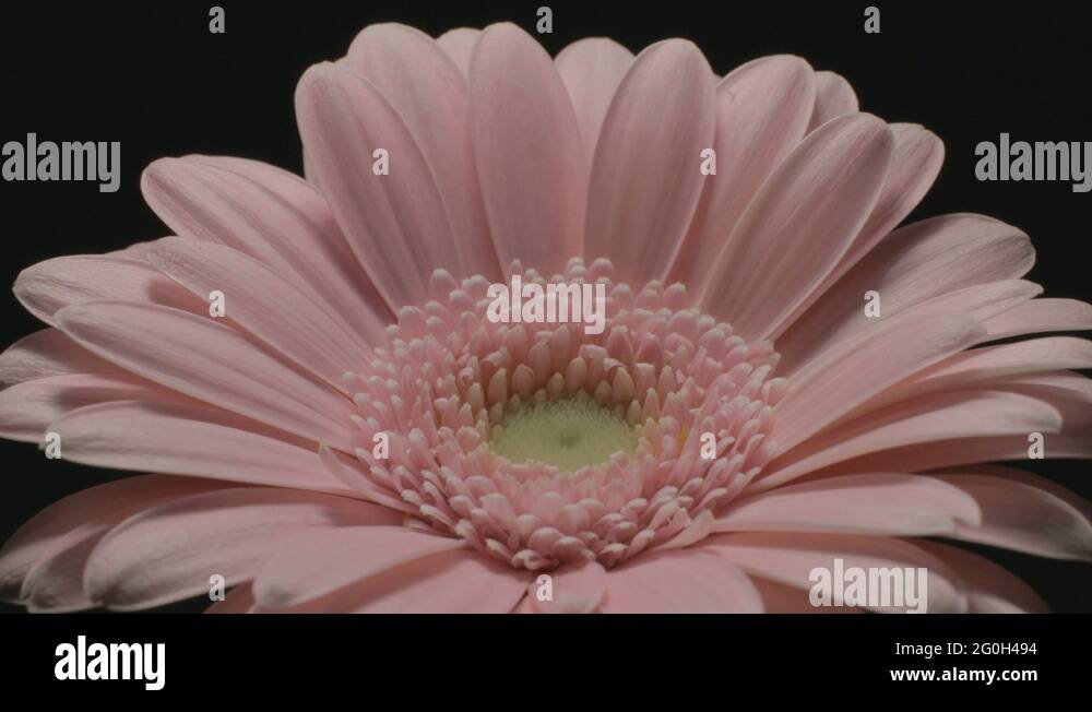 Dying gerbera flower Stock Videos & Footage HD and 4K Video Clips Alamy