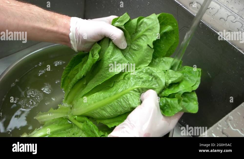 Руккола и кутем. Руккола мангольд мизуна. Консервирование рукколы. Как правильно мыть рукколу и высушить. Руккола заморозка.