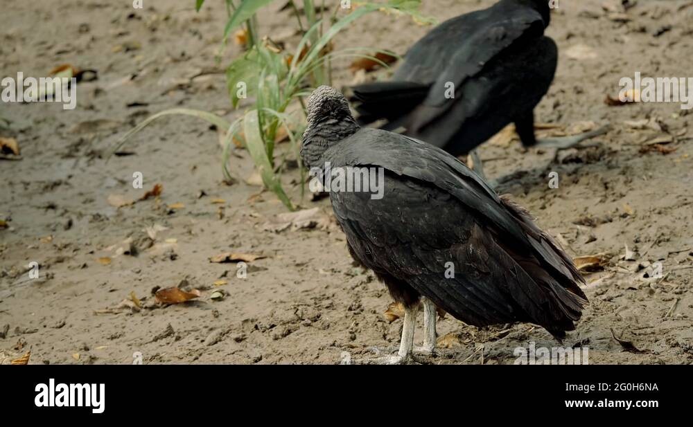 Blackvultures Stock Videos & Footage HD and 4K Video Clips Alamy