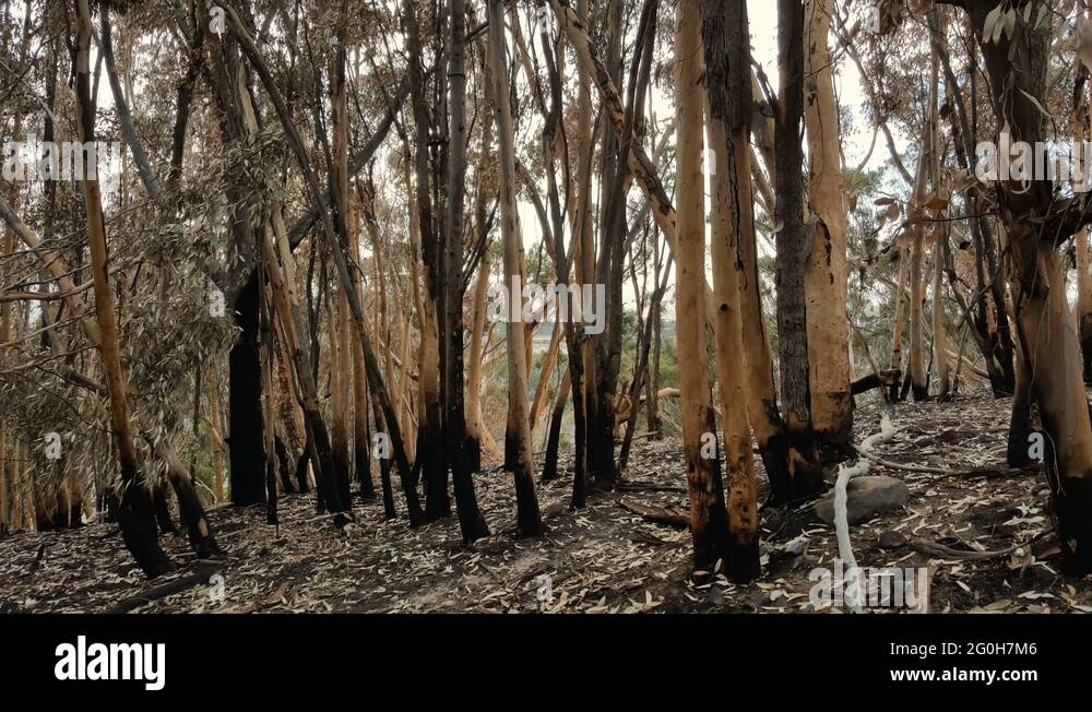 Fire damaged eucalyptus trees Stock Videos & Footage HD and 4K Video
