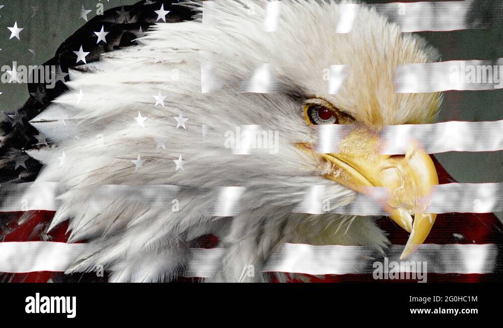 national-bird-and-animal-of-united-states-of-america-stock-videos