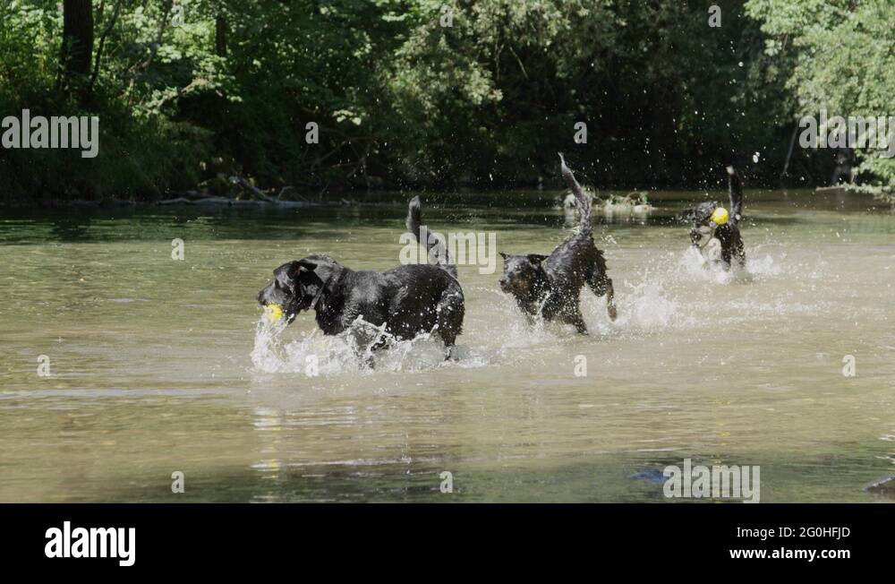 SLOW MOTION Excited dogs grabbing their rubber toys running after