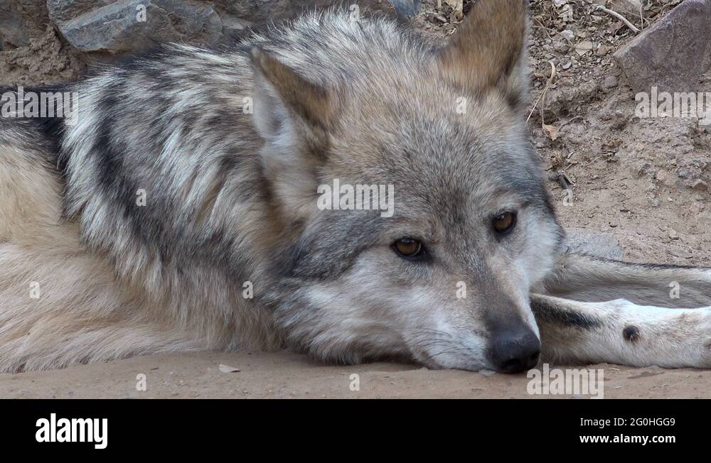 Mexican gray wolf Stock Videos & Footage - HD and 4K Video Clips - Alamy
