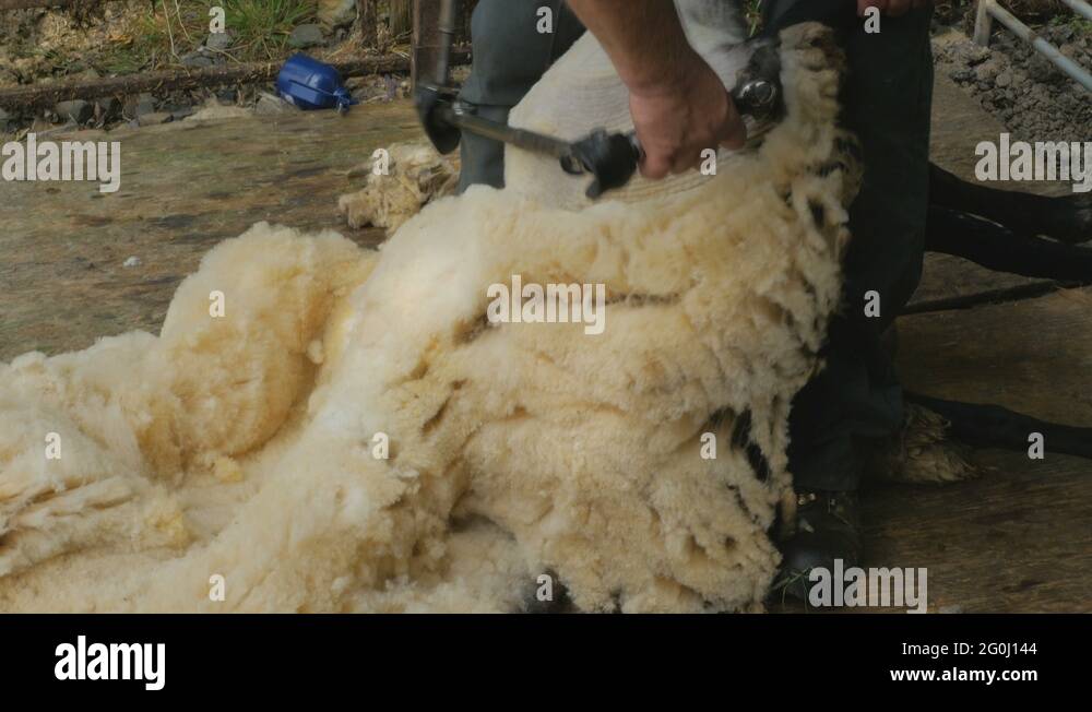 Wool being sheared off a sheep by a farmer Stock Video Footage - Alamy