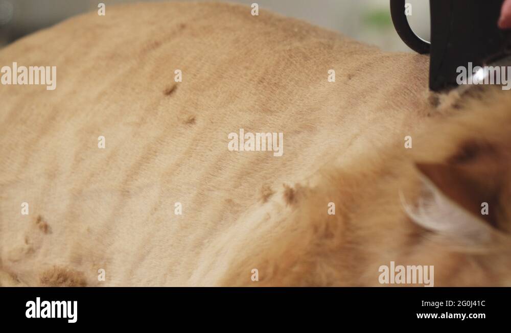 Shaved cats Stock Videos & Footage HD and 4K Video Clips Alamy