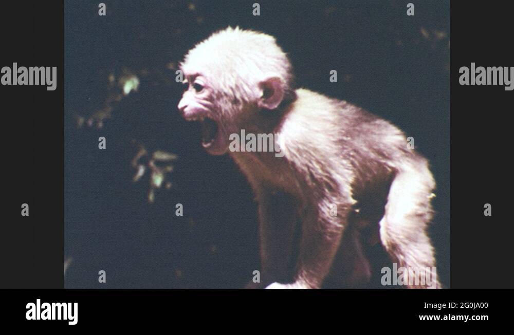 Monkey mouth Stock Videos & Footage HD and 4K Video Clips Alamy