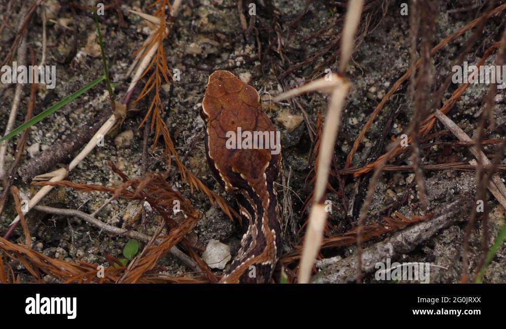 Cottonmouth pit viper water moccasin Stock Videos & Footage HD and 4K