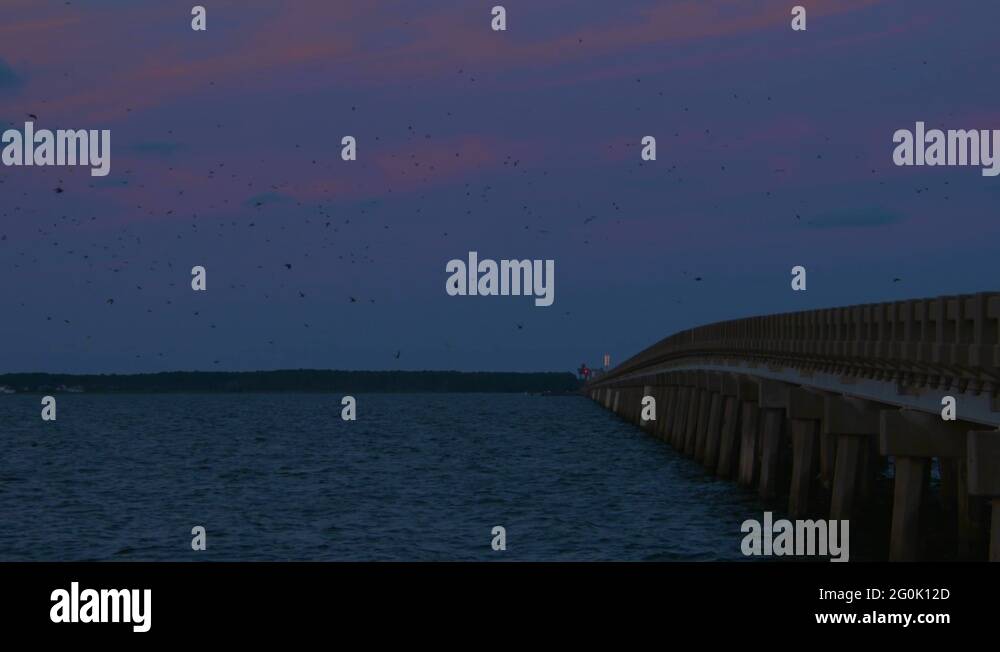 Nesting under Stock Videos & Footage HD and 4K Video Clips Alamy