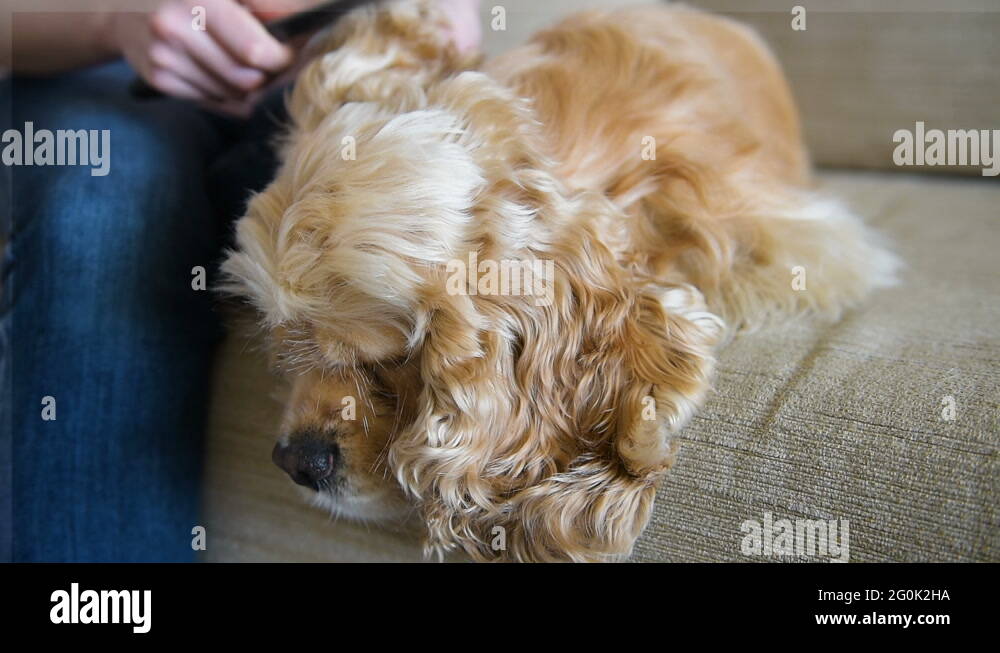 Animal hair sofa Stock Videos & Footage HD and 4K Video Clips Alamy