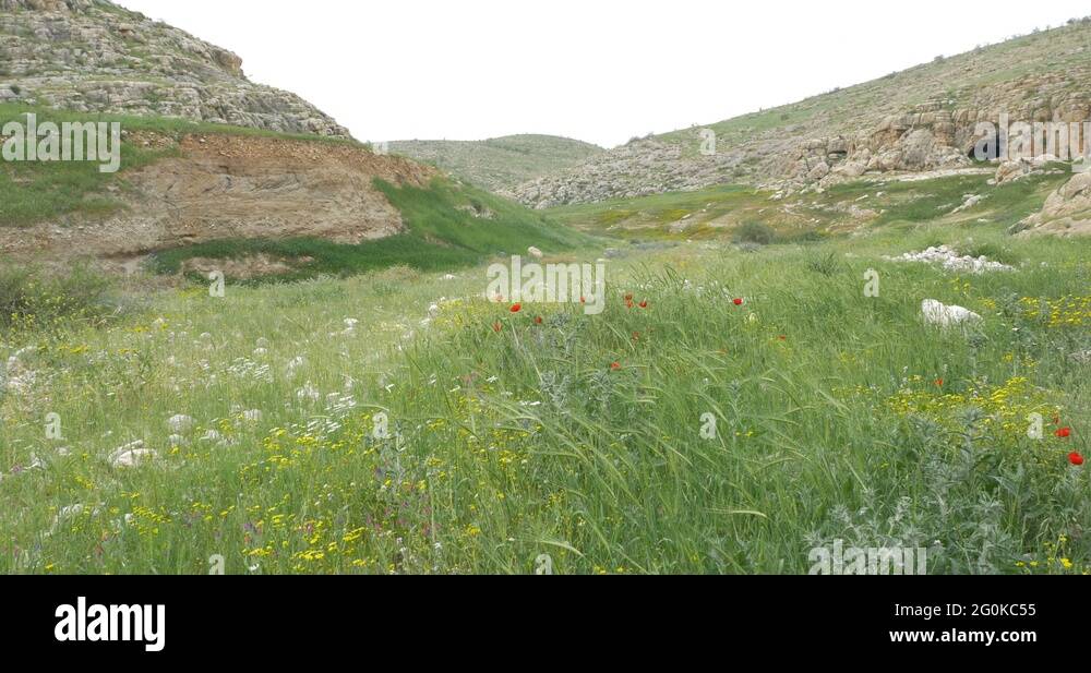 Jordan flowers Stock Videos & Footage HD and 4K Video Clips Alamy