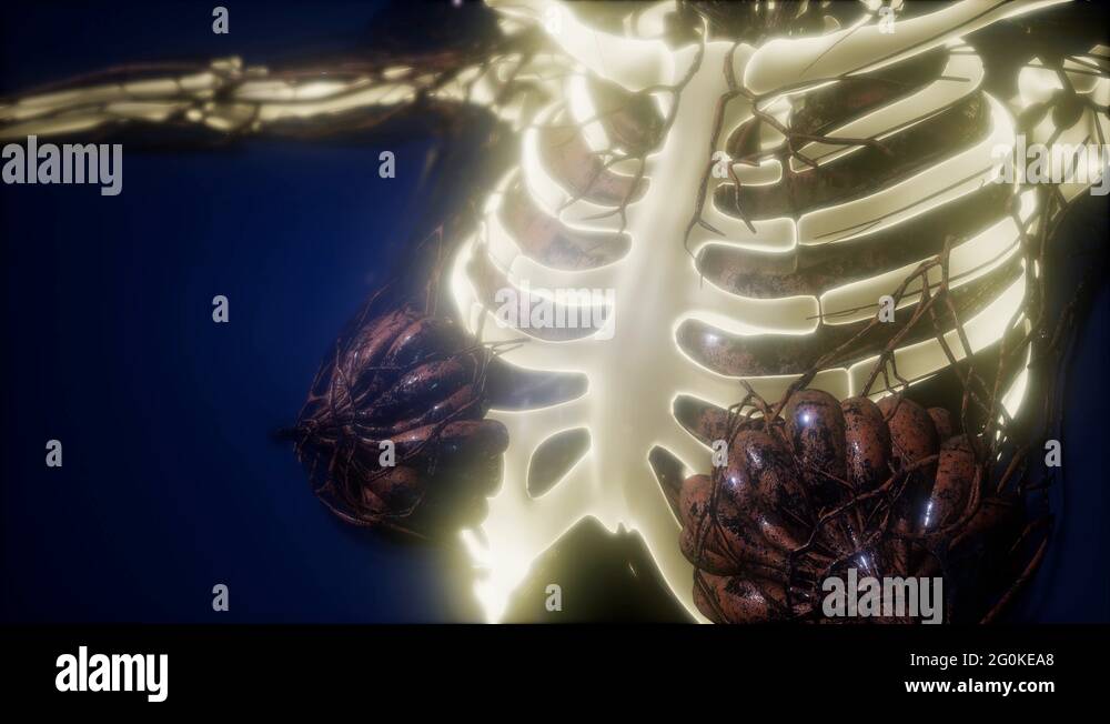 ray with skeleton bones Stock Video Biology Diagrams