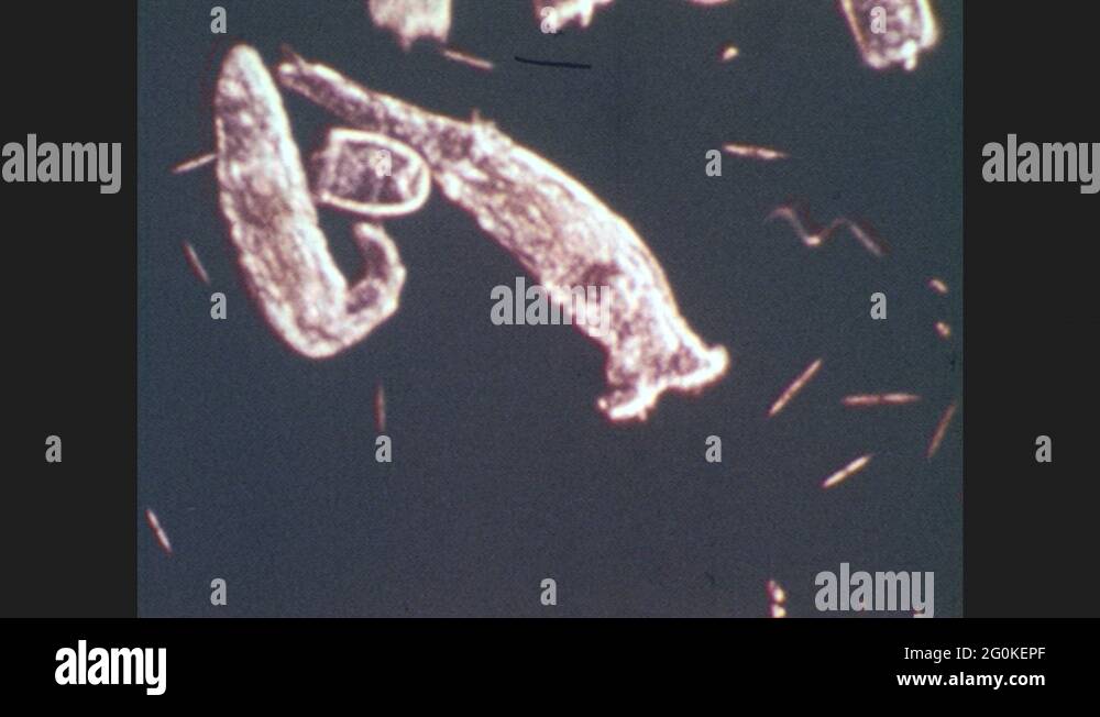 Plant living organisms Stock Videos & Footage HD and 4K Video Clips