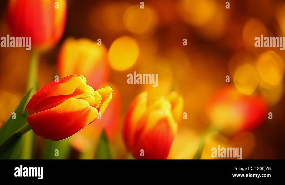 Flower colours Stock Videos & Footage HD and 4K Video Clips Alamy