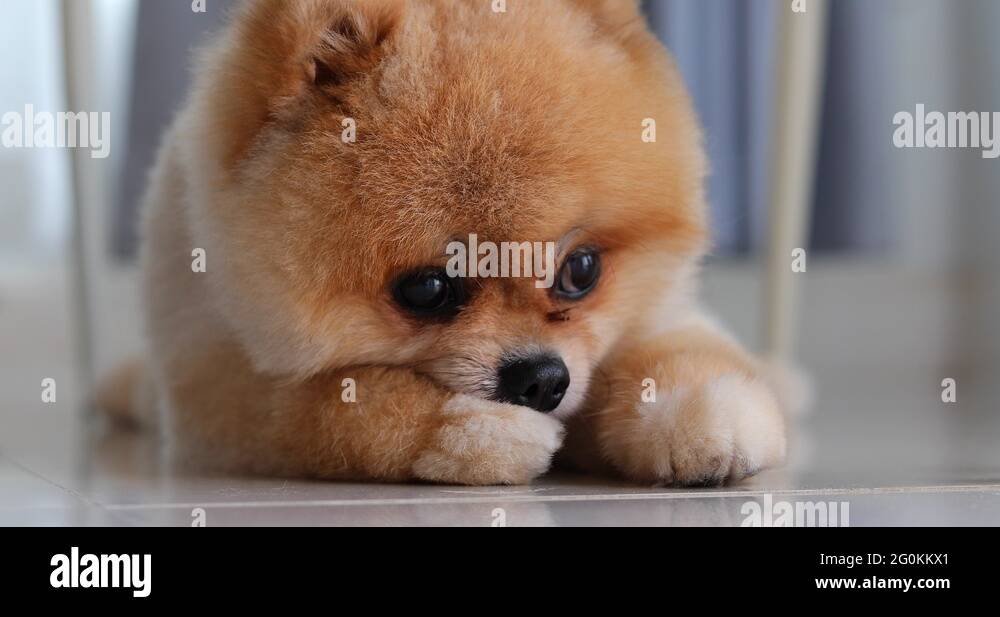 cute dog lick cleaning hair on leg Stock Video Footage Alamy