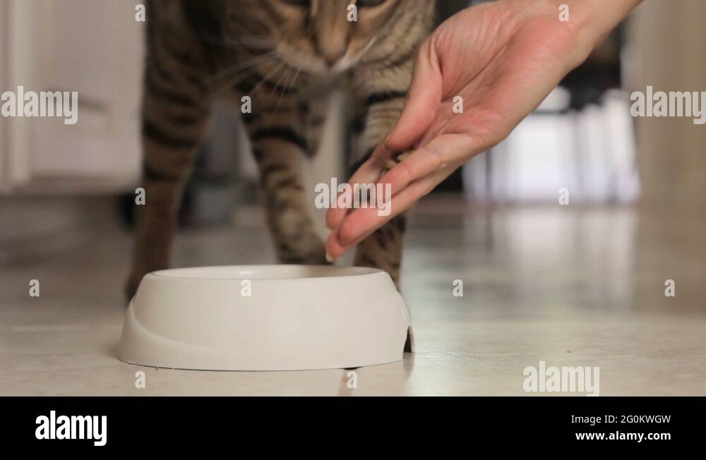 One feeding cat Stock Videos & Footage HD and 4K Video Clips Alamy