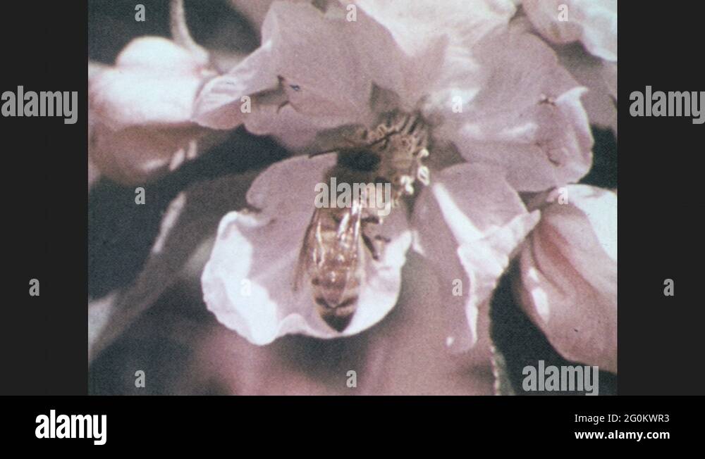1970s Bee crawls on flower. Bees crawl on Bees swarm Stock