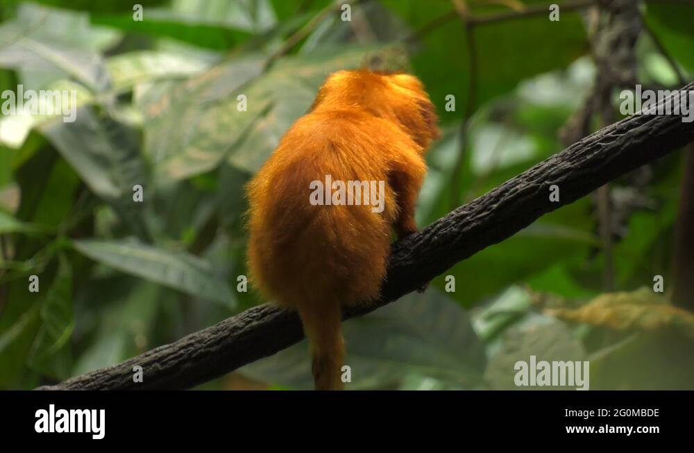 Golden marmoset Stock Videos & Footage - HD and 4K Video Clips - Alamy