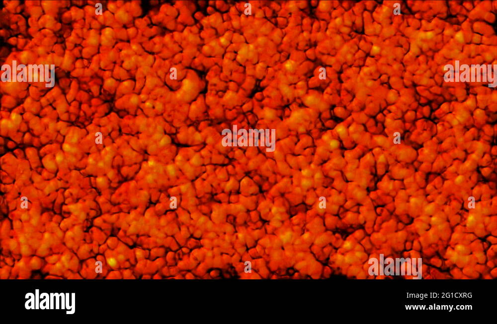 Microbes algae Stock Videos & Footage HD and 4K Video Clips Alamy