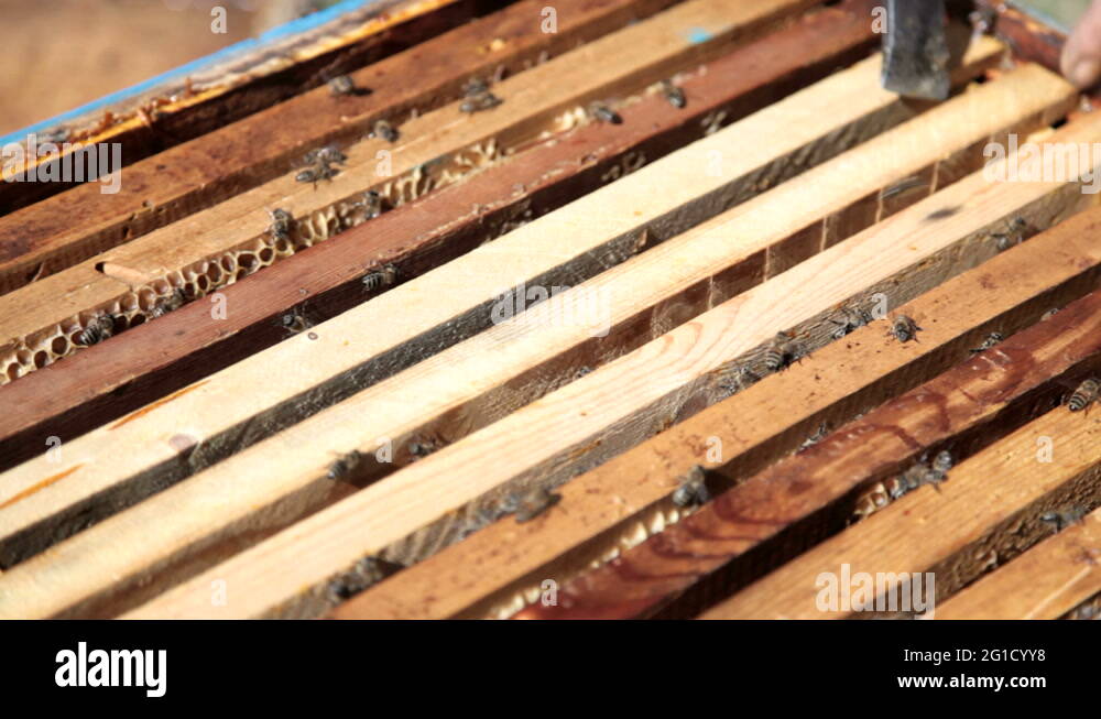 Honeybees Stock Videos Footage Hd And 4k Video Clips Alamy