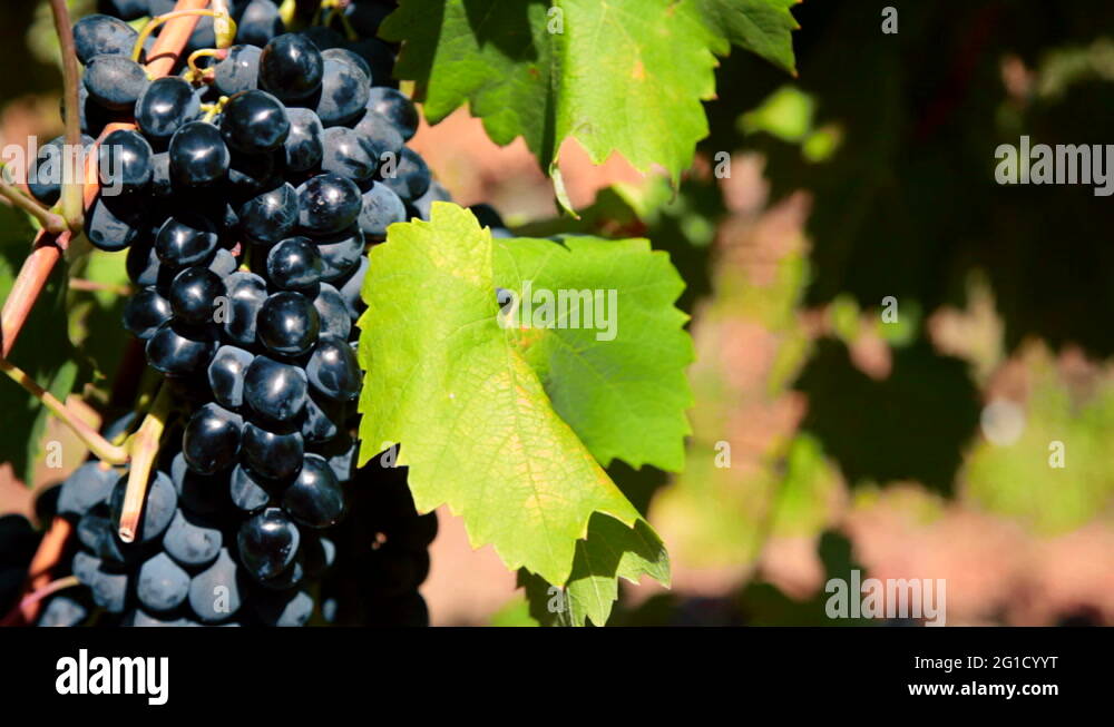 Farm moldova Stock Videos & Footage HD and 4K Video Clips Alamy