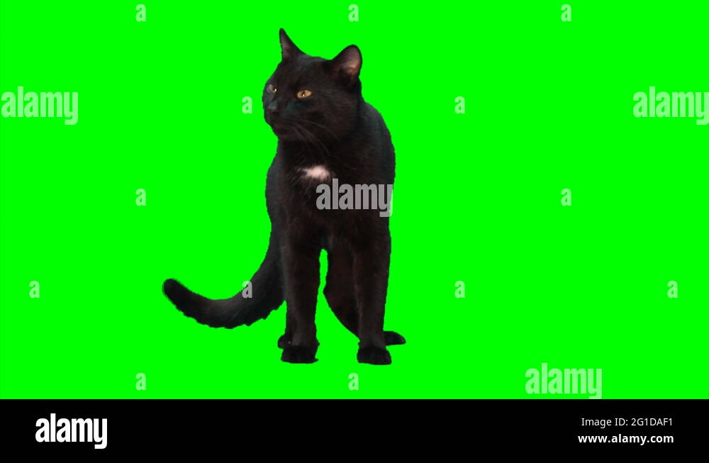 Cat stands Stock Videos & Footage HD and 4K Video Clips Alamy