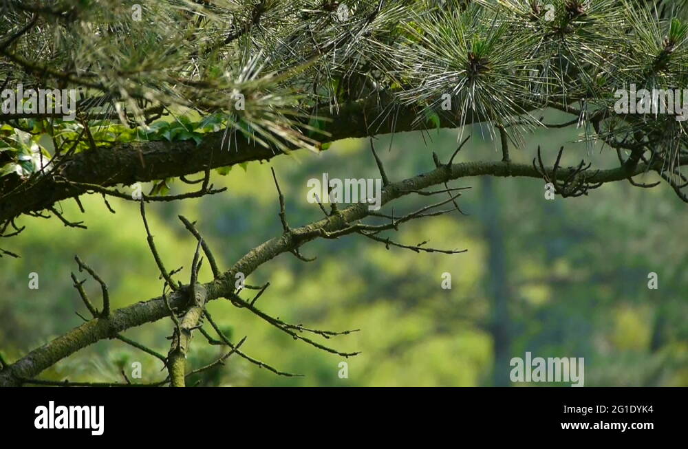 pine trees,bushes in the wind,Dense swing tree,Hillside weeds & grass