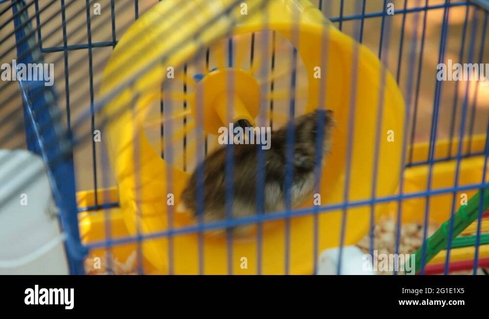 Hamster exercise wheel cage Stock Videos & Footage - HD and 4K Video ... - Tortoise Hamster Cage With Large Exercise Wheel