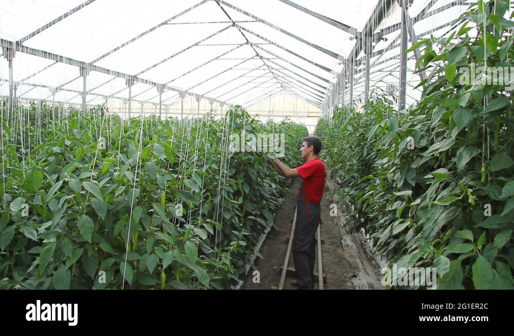 Chili pepper production Stock Videos & Footage HD and 4K Video Clips