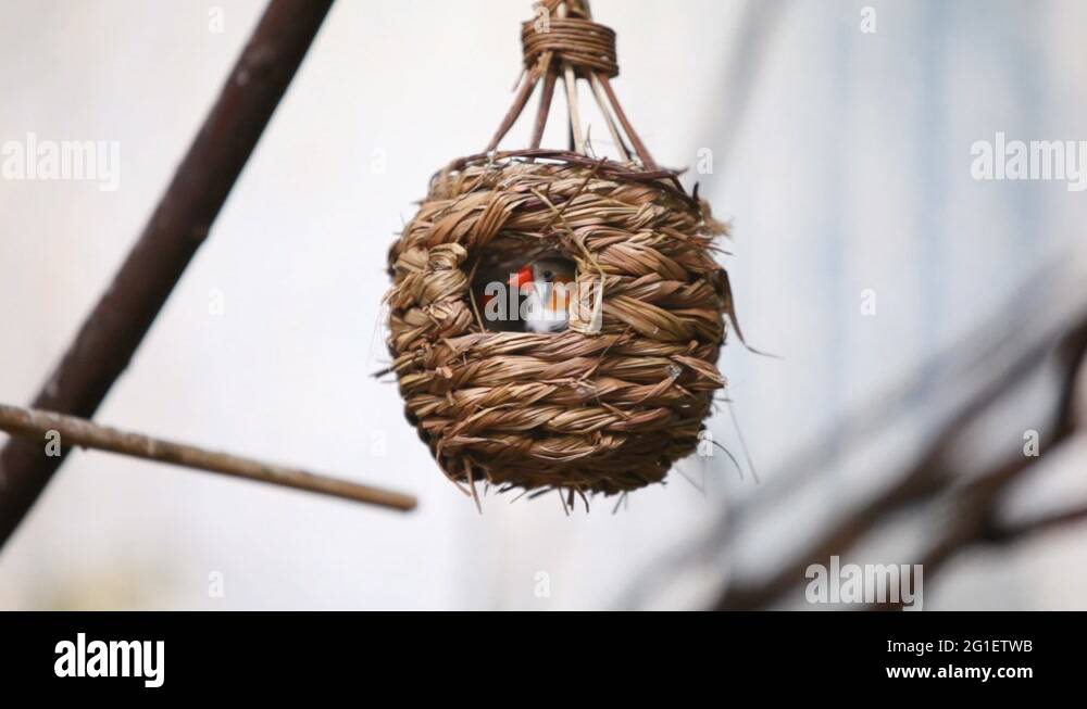 Red cheeked waxbill Stock Videos & Footage HD and 4K Video Clips Alamy