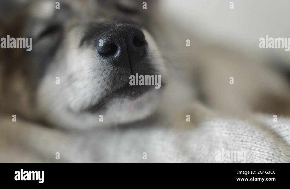 Breathes nose Stock Videos & Footage HD and 4K Video Clips Alamy