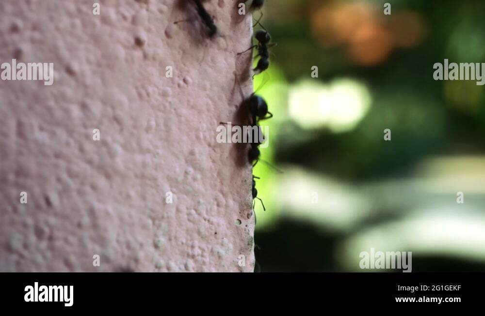 Macro ants moving on wall and background blurred bokeh Stock Video ...
