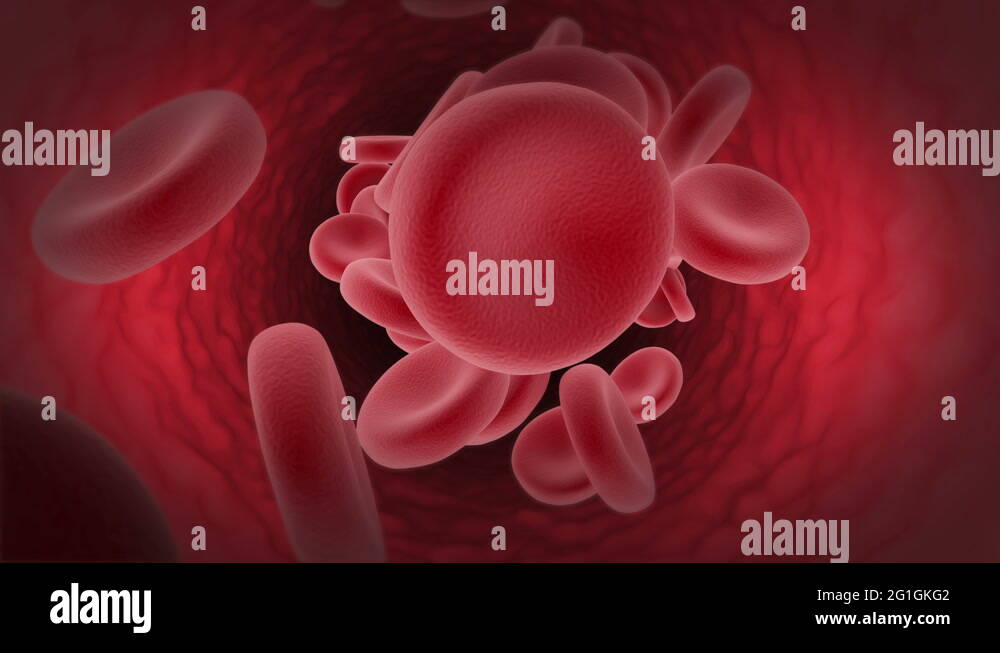 Seamless Looping Animation of Red Blood Cells Flowing Through Vein ...