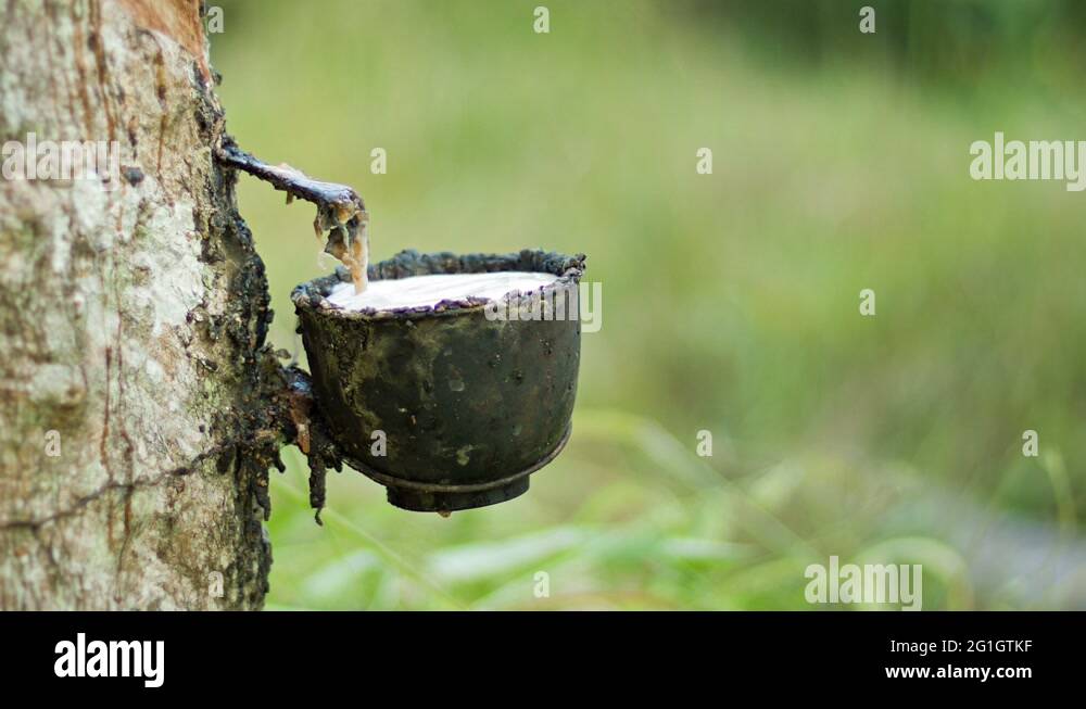 Raw material for juice Stock Videos & Footage HD and 4K Video Clips