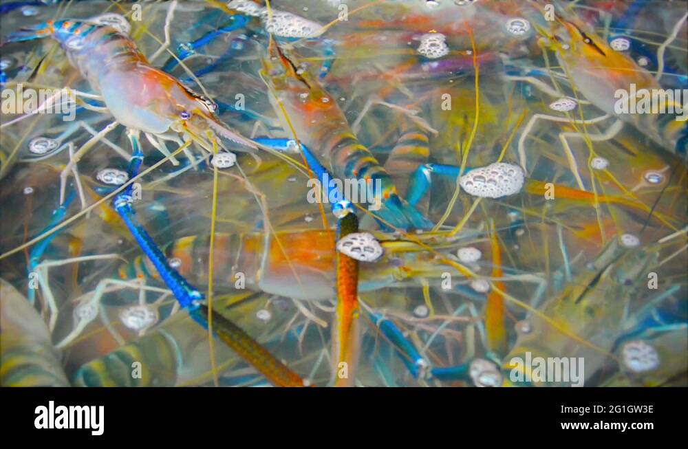 live giant river prawns for sale at the market. cambodia, phnom penh