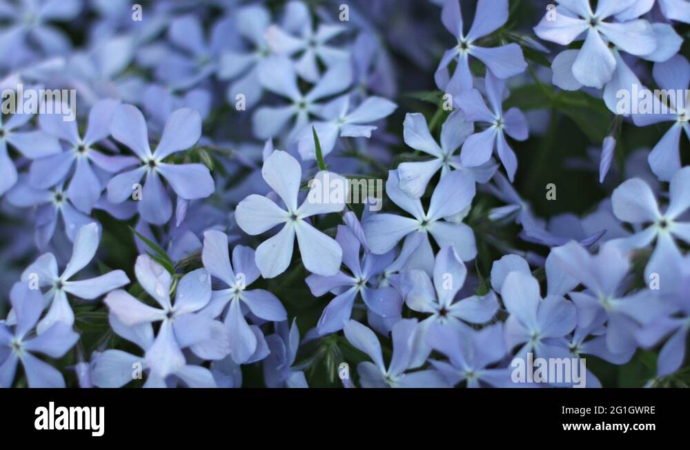 Blue phlox flowers Stock Videos & Footage - HD and 4K Video Clips - Alamy