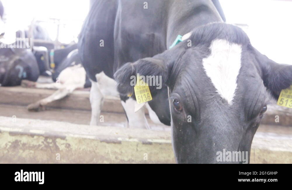 Dairy cow feeders Stock Videos & Footage HD and 4K Video Clips Alamy