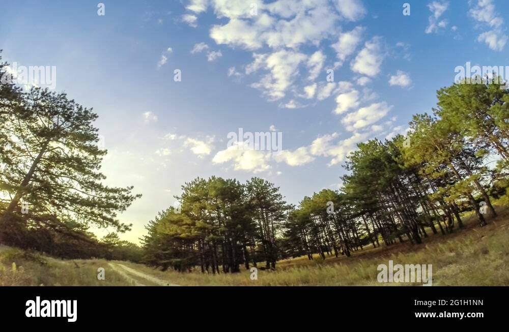 trees in the forest, timelapse, 4k Stock Video Footage - Alamy