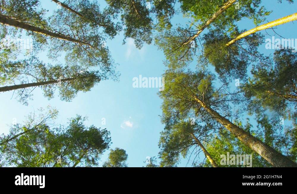 Rotating tree Stock Videos & Footage - HD and 4K Video Clips - Alamy