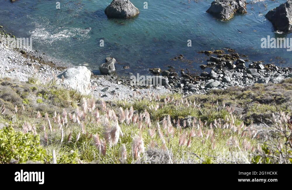 Central California Coastline in Big Sur Pampas Grass Stock Video
